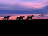 western sky with horses